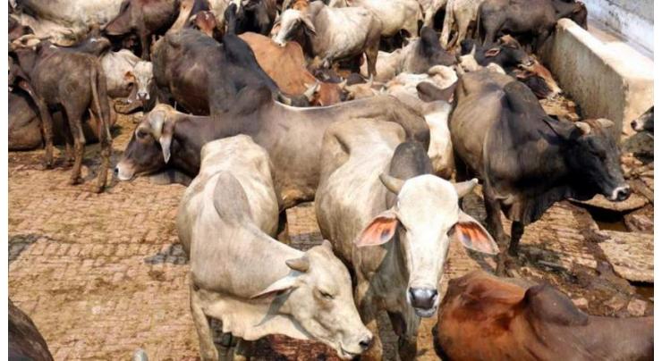 First ever Livestock herd book launched in Punjab 