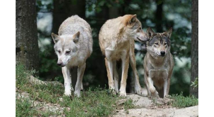 Raging debate: Does culling wolves curb poaching? 