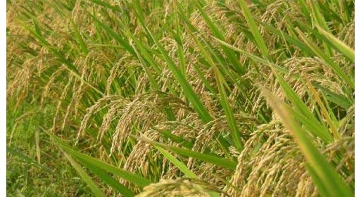 Rice growers, millers urged to promote sustainable production 