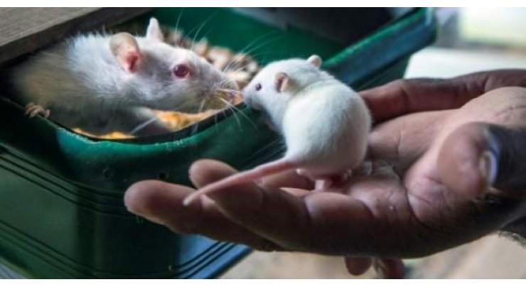 Gene editing advance reverses disease in mice 