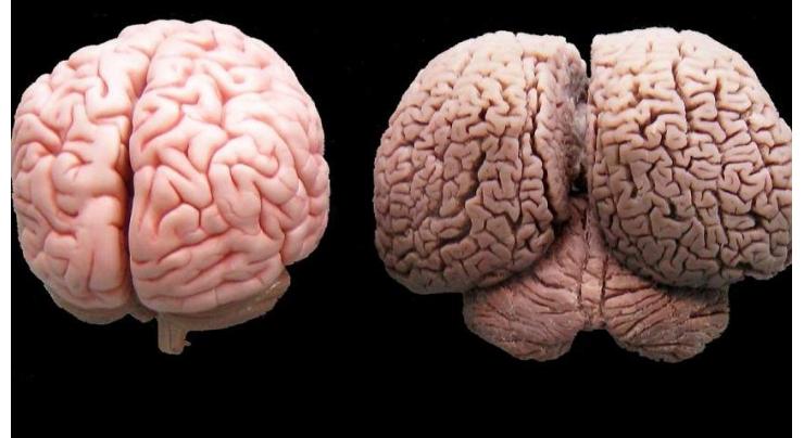 Animals with bigger brain size more intelligent 