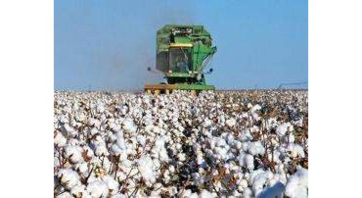 Applied agriculture research key to promote cotton industry: experts 
