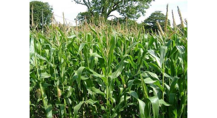 Baharia maize cultivation should be started immediately 