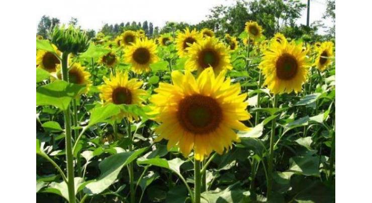 Baharia sunflower cultivation should be completed by mid Feb 
