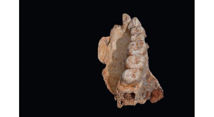 Oldest human fossil outside Africa is dug up in Israel 