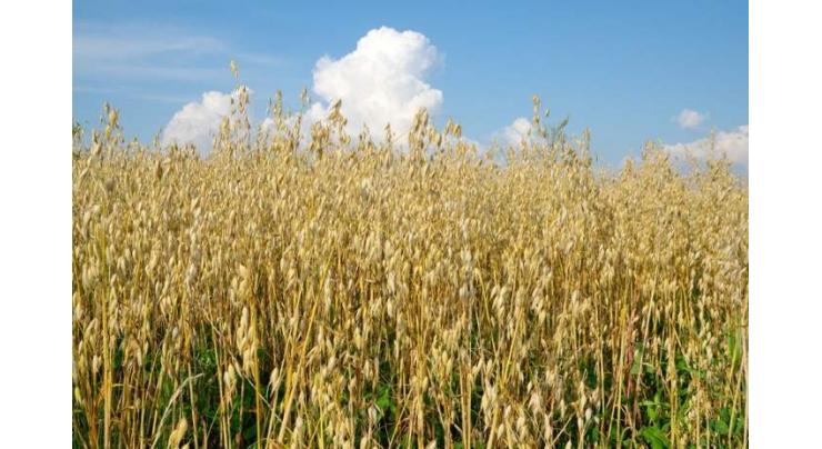 507,000 acres to be brought under wheat cultivation in Sialkot 