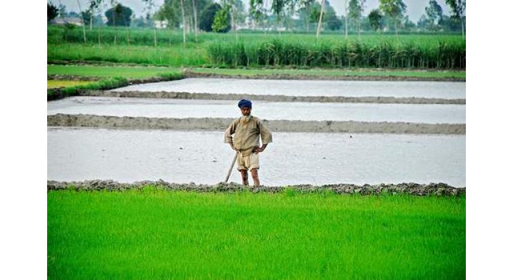 Punjab government stands with farmers, their problems to be solved: Minister Agriculture 