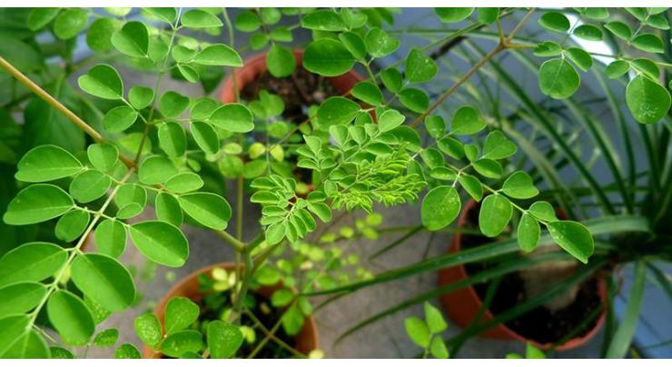 Govt to promote food & medicinal plant moringa growth in country 