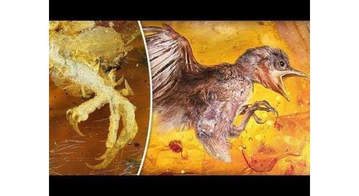 Prehistoric "pancake bird" sheds light on ancient avians 