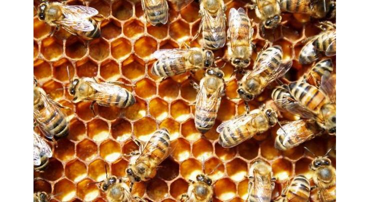 Local honey bees adapt better: study 