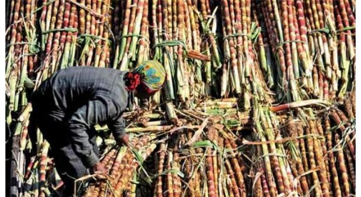 Cabinet directs provincial govts to ensure payments to sugarcane famers 