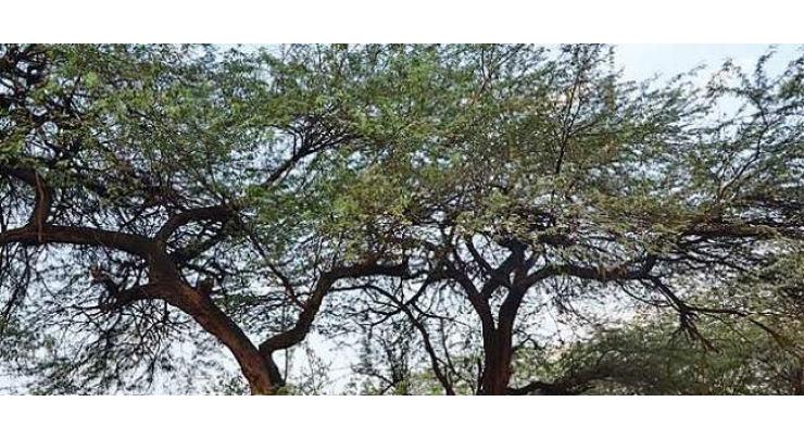 Cholistan to have 70,000 new kikar trees 