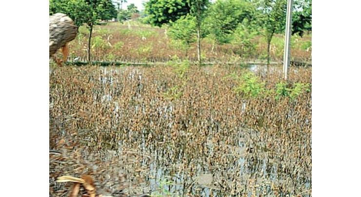 Rains to have positive impact on all Rabi crops 