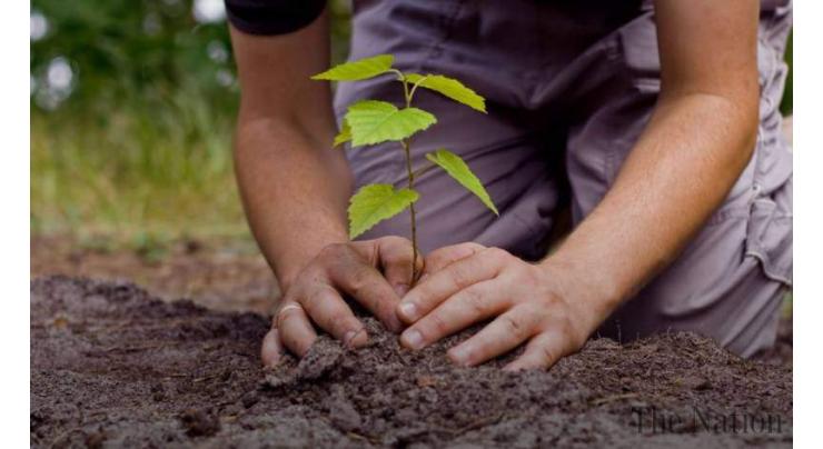 CDA's Spring Tree Plantation Drive to be held on Feb 15 