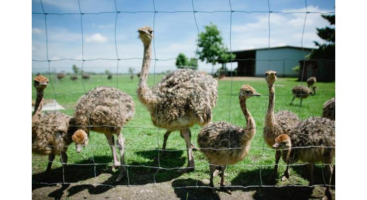 Punjab registers 134 ostrich farms in last two years 