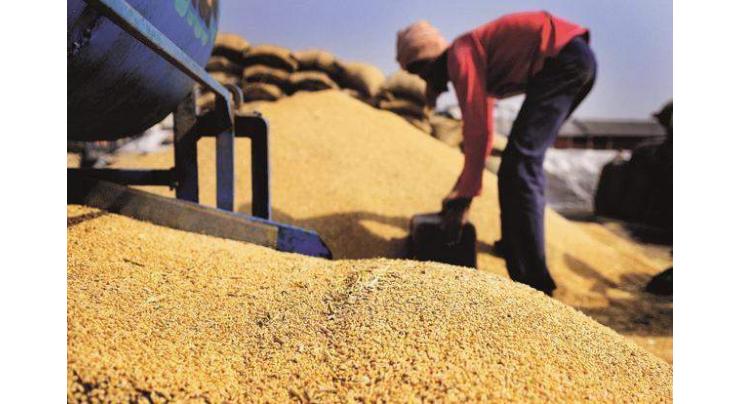 China stands firm on grain production target 