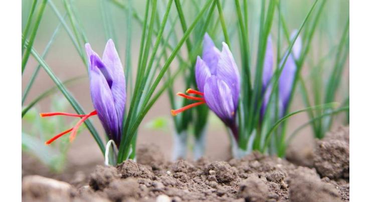 Agriculturists promoting saffron farming in FATA as substitute to growing opium 