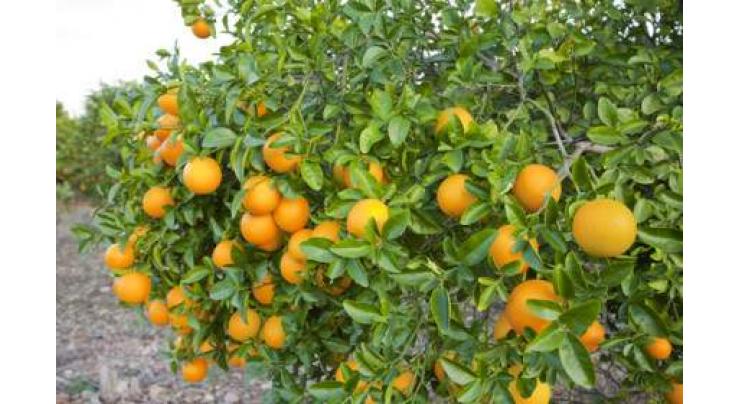 Citrus cultivation should be started immediately 