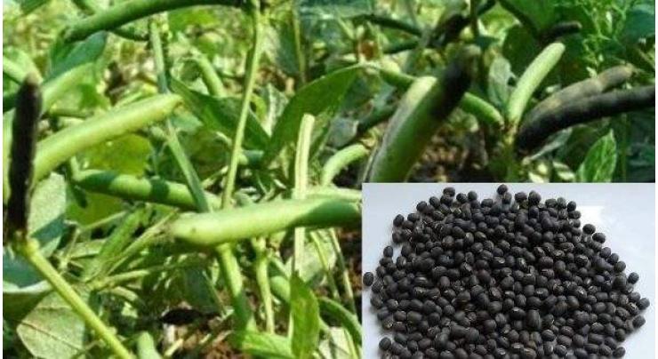 Black gram certified seed to be provided at concessional rate 