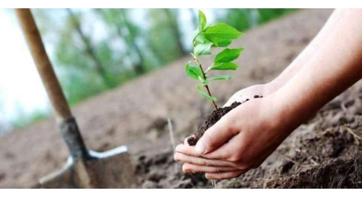 245,000 saplings to be planted in Sukkur 