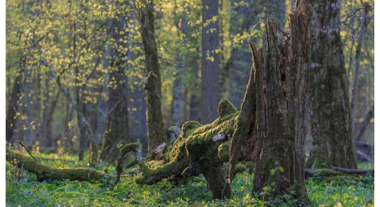 Poland's logging in ancient forest breaches EU law: court advisor 
