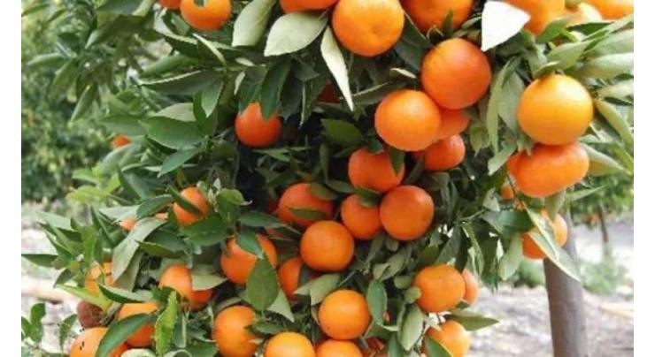 Farmers to get plants of date, seedless kinnow 