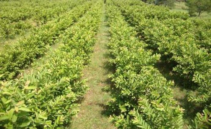 guava orchard