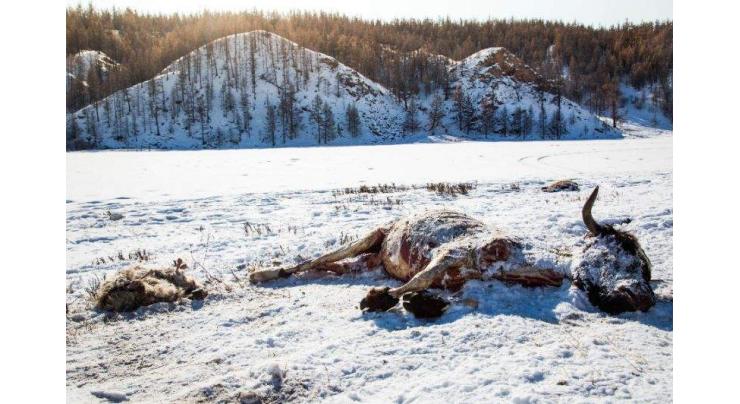 Over 700 thousand animals in Mongolia die from severe wintry weather
