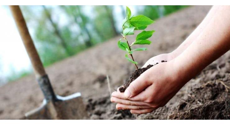 University of Agriculture Faisalabad kicks off tree plantation drive
