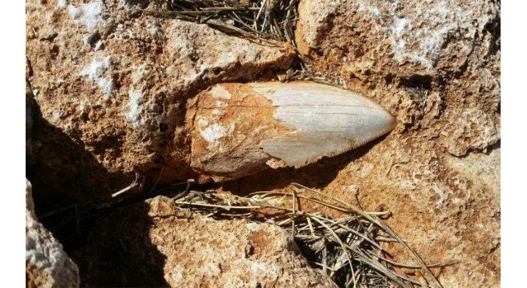 Ancient giant shark tooth goes missing in Australia
