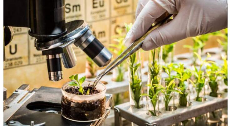 New breeding technologies successful to grow salt resistant crops
