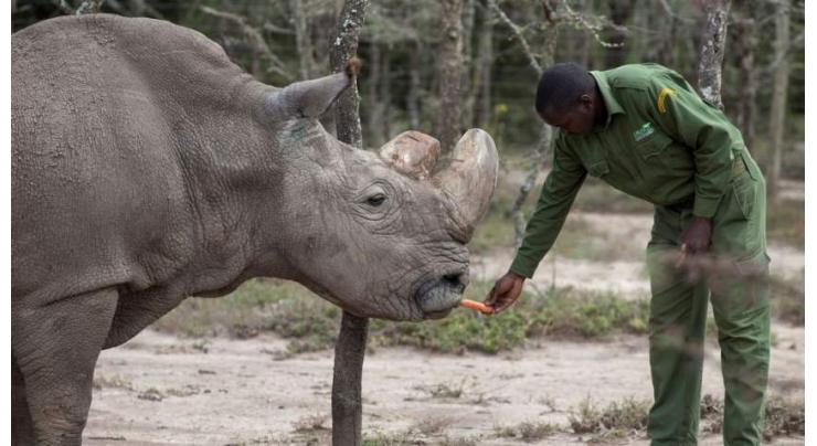 Last male northern white rhino dies in Kenya: keepers
