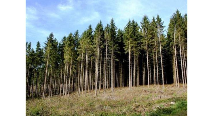 Pakistan to observe International Day of Forests on Wednesday
