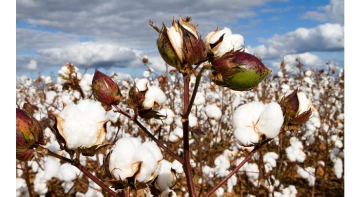Use of latest technology a must to enhance cotton production
