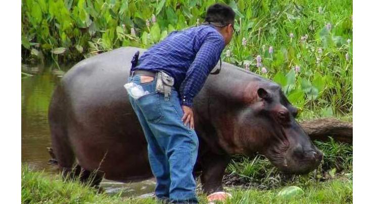 Tyson the stray hippo captured in Mexico
