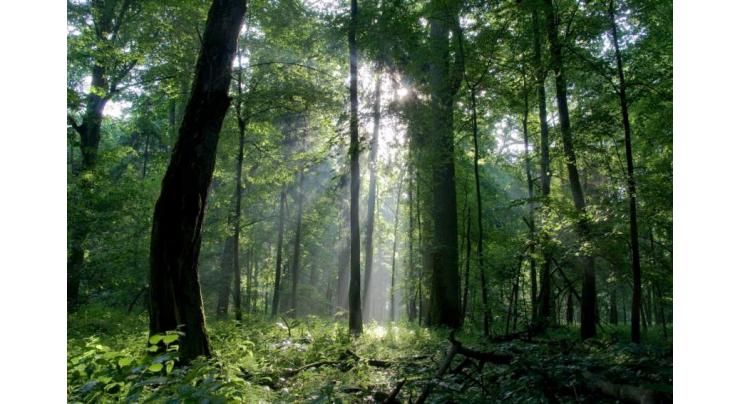 Govt. committed to bring forest cover to 12%

