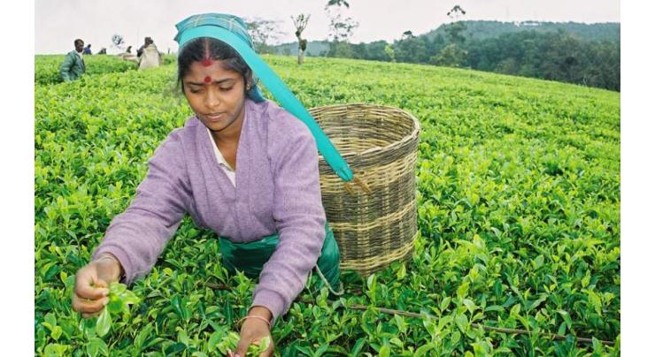 Sri Lanka launches global marketing for Ceylon Tea
