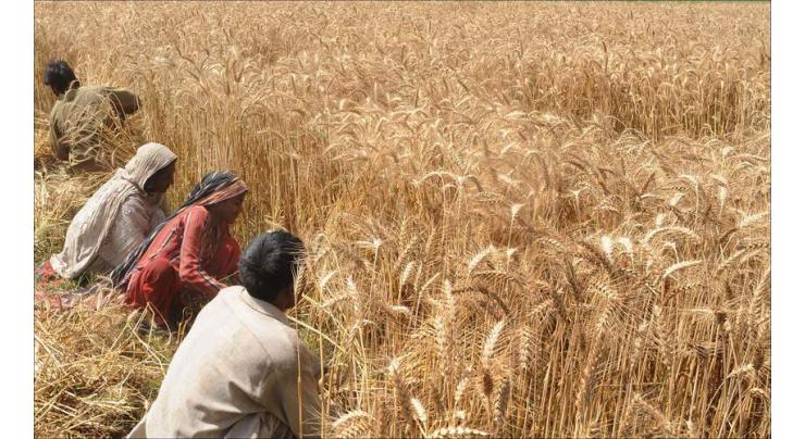 Wheat growers demand Govt assistance in Abbottabad
