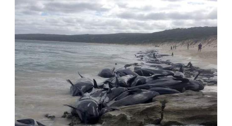 More than 130 pilot whales die in mass Australia beaching
