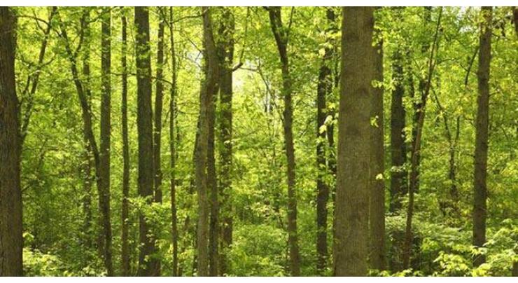 Pakistan Furniture Council calls for more forests growth on Int'l Day of Forests
