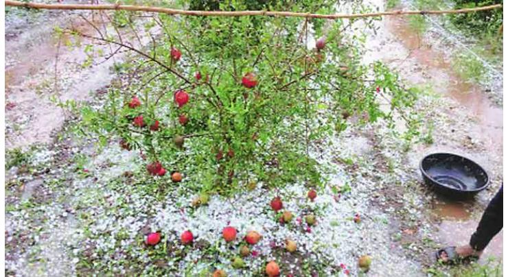 Rain, hailstorm destroy orchards, vegetables
