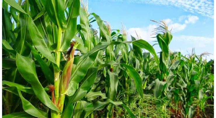 Kenyan maize farmers raise alarm as armyworms resurface
