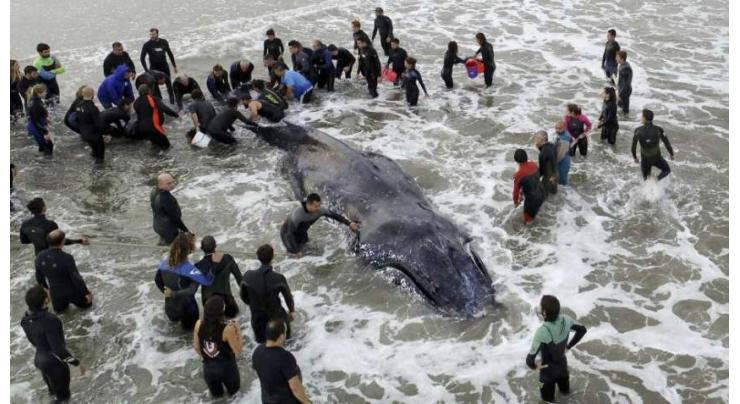 Beached whale dies despite rescue efforts at Argentina resort
