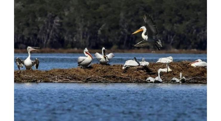 Albania's pelicans return to their lagoon 'kingdom'
