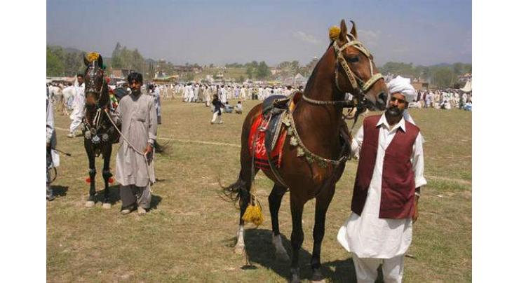 Traditional Horse & Cattle Show begins in AJK's town at LoC
