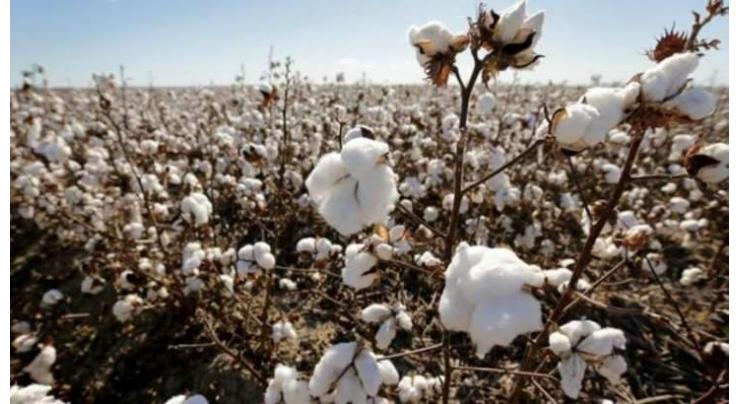 Agriculture Department to hold cotton seminars in districts Multan
