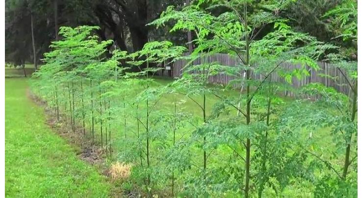 Farmers can increase earnings many times by cultivation of Moringa trees
