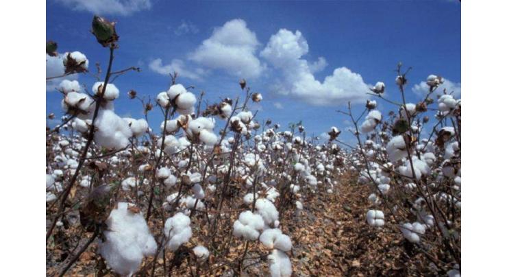 Cotton crop to be cultivated over 2,955 thousand hectares
