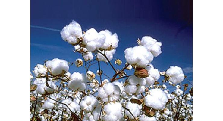 Cotton crop per acre yield up by 2.4% this year
