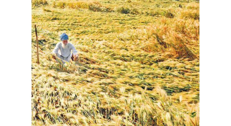Rains affect wheat cutting process, have good impact on sugarcane, Kinnow fields
